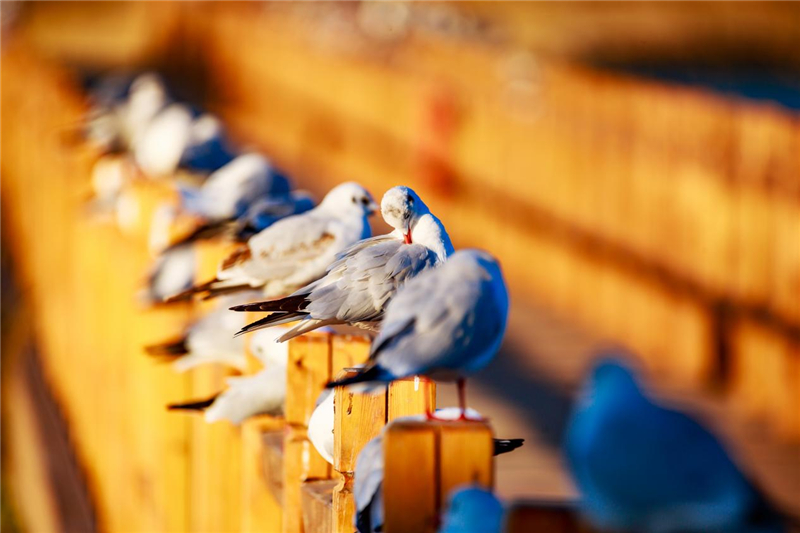 1692783927127292.jpg 图片4.jpg