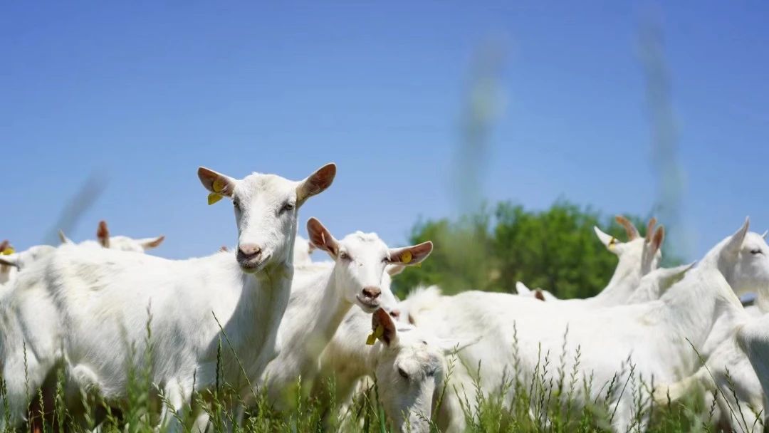 1700098220447788.jpg 1700098220447788.jpg