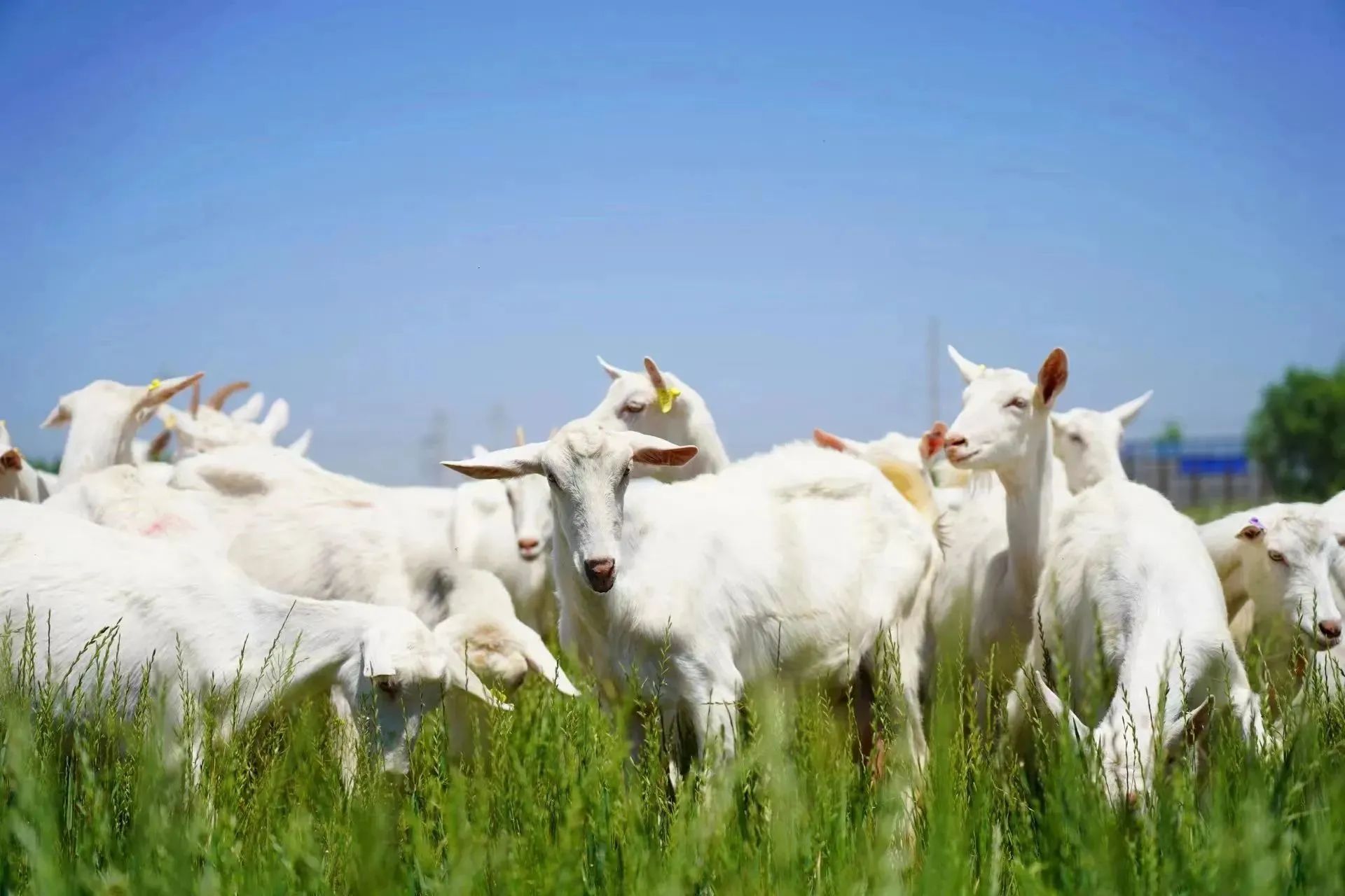 1700184257361768.jpg 1700184257361768.jpg