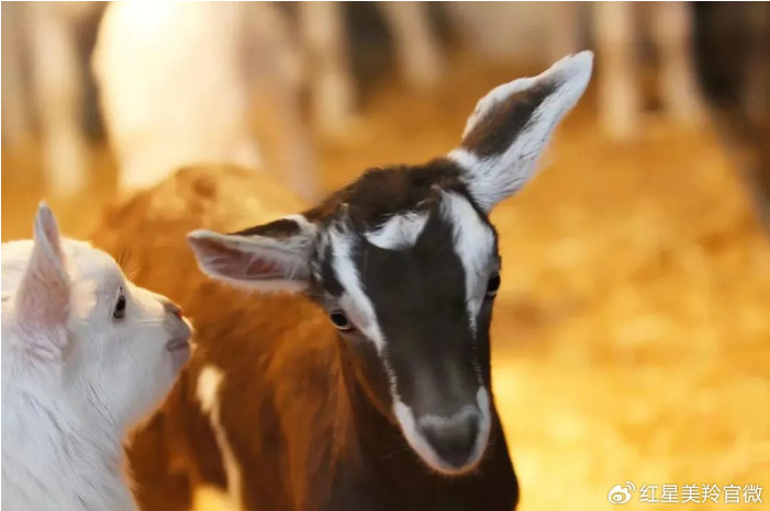 1707026042234566.png image.png