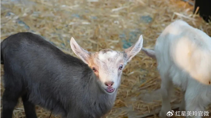 1707026063109008.png image.png