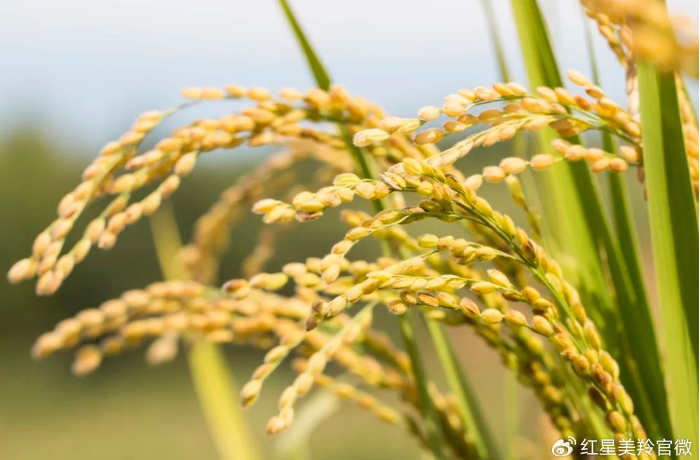 1717549557540909.png image.png