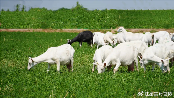 1718932276690918.png image.png